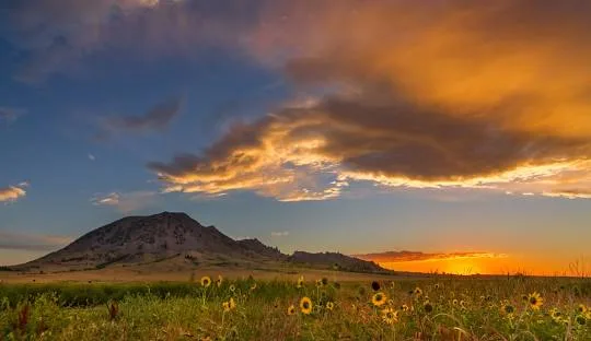 A lone mountain rises from a prairie of wild sunflowers at sunset, with golden and orange clouds glowing across a deep blue sky.