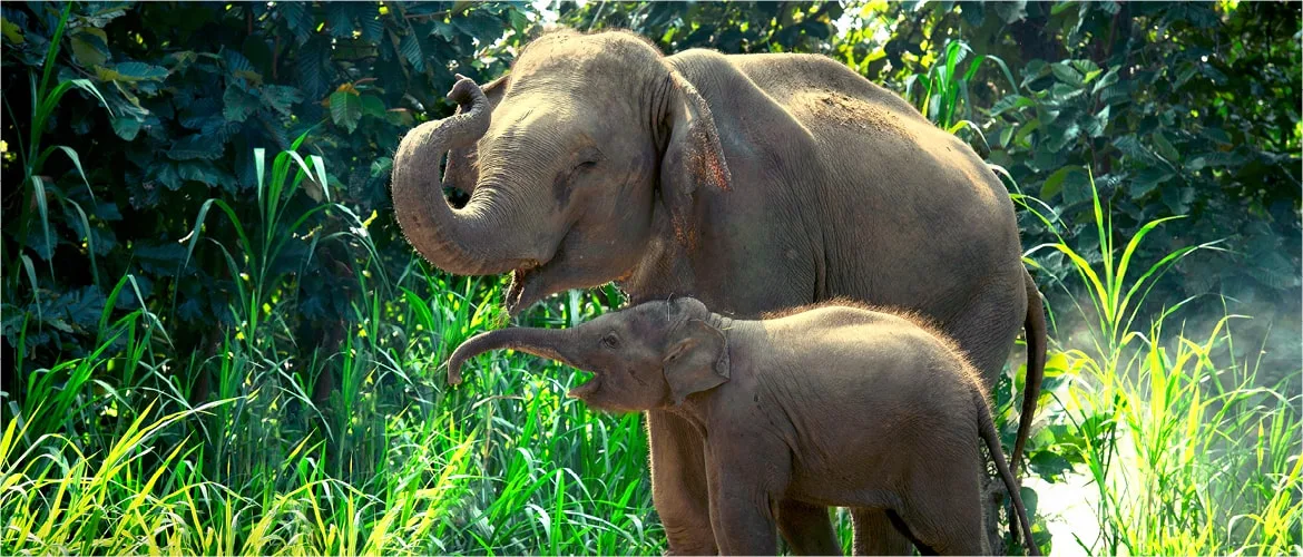 An adult Asian elephant curls its trunk upward beside a young calf, standing among tall, sunlit green grass and dense forest.