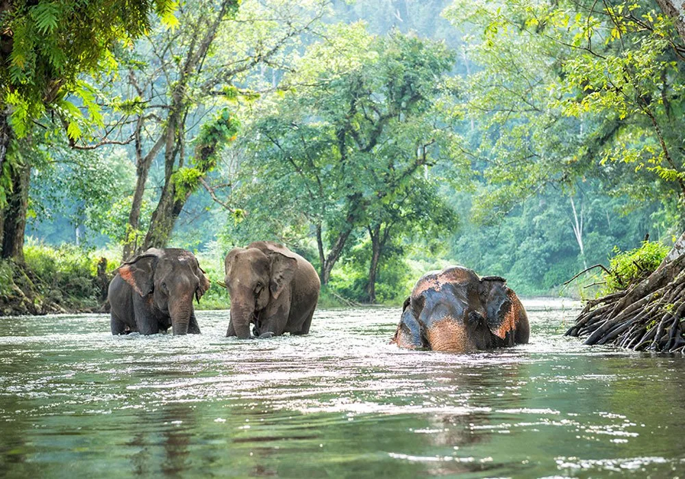 Three elephants wade through a shallow, sunlit river flanked by lush green forest, their backs dusted with reddish earth.