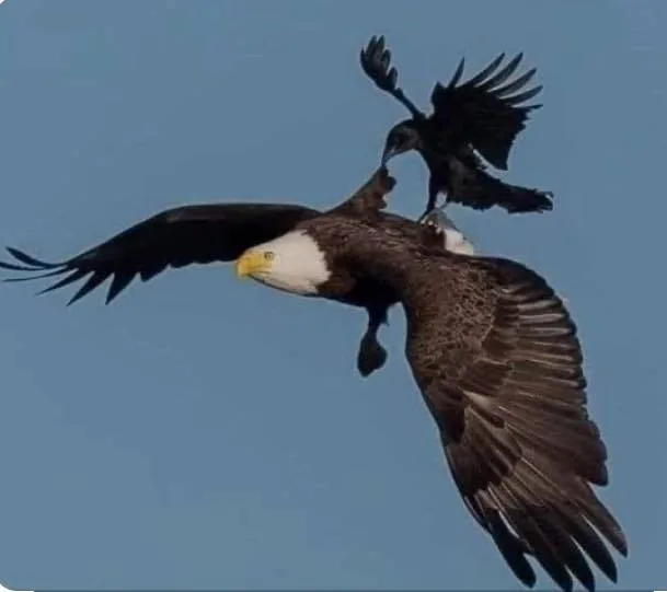 A bald eagle in flight against a blue sky, wings spread wide, as a black crow lands on its back and pecks at it.